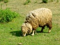 Sheep graze in the meadows