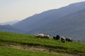 Sheep graze in the mountains near the quiet village