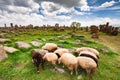 Sheep graze in Noratus Royalty Free Stock Photo
