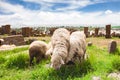 Sheep graze in Noratus Royalty Free Stock Photo