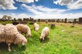 Sheep graze in Noratus Royalty Free Stock Photo