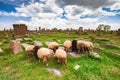 Sheep graze in Noratus Royalty Free Stock Photo