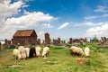 Sheep graze in Noratus Royalty Free Stock Photo