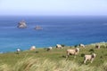 Sheep graze on pasture on the cliff, South Island, New Zealand