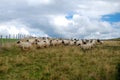 Sheep graze the pastures in autumn. Herd of sheep and lambs in mountains searching for food. Group of domestic sheep on meadow eat