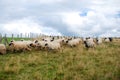 Sheep graze the pastures in autumn. Herd of sheep and lambs in mountains searching for food. Group of domestic sheep on meadow eat