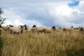 Sheep graze the pastures in autumn. Herd of sheep and lambs running on mountains. Group of domestic sheep on meadow eating green g Royalty Free Stock Photo