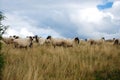 Sheep graze the pastures in autumn. Herd of sheep and lambs running on mountains. Group of domestic sheep on meadow eating green g