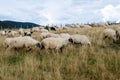 Sheep graze the pastures in autumn. Herd of sheep and lambs in mountains searching for food. Group of domestic sheep on meadow eat