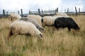 Sheep graze the pastures in autumn. Herd of sheep and lambs in mountains searching for food. Group of domestic sheep on meadow eat