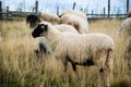 Sheep graze the pastures in autumn. Herd of sheep and lambs running on mountains. Group of domestic sheep on meadow eating green g