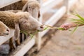 Sheep graze peacefully in a lush field surrounded by the beauty of nature. Royalty Free Stock Photo