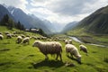 Sheep graze peacefully on a lush green mountain meadow