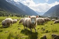 Sheep graze peacefully on a lush green mountain meadow