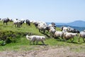 The sheep that graze on the slopes of the Ukrainian Carpathians accompanied Shepherd.