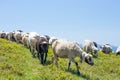 Sheep graze on the slopes of the Ukrainian Carpathians. Against the background of green grass and blue sky