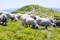 The sheep that graze on the slopes of the Ukrainian Carpathians supervised shepherd