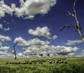 Sheep Graze Under Blue Skies in New South Wales Australia Royalty Free Stock Photo