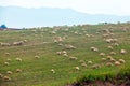 Sheep are grazed on a hill