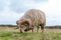 A sheep grazes on the Blaricummer heath.