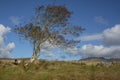 A sheep under a lone tree in Ireland Royalty Free Stock Photo