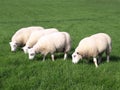 Sheep Grazing Royalty Free Stock Photo