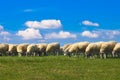 Sheep grazing Royalty Free Stock Photo