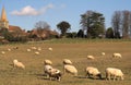 Sheep grazing Royalty Free Stock Photo