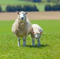 Sheep Grazing Royalty Free Stock Photo