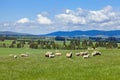 Sheep Grazing Royalty Free Stock Photo