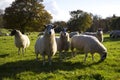 Sheep Grazing Royalty Free Stock Photo