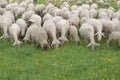 Sheep Grazing Royalty Free Stock Photo