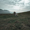 Sheep grazing along the rocky cliffs of the Faroe Islands Royalty Free Stock Photo