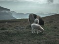 Sheep grazing along the rocky cliffs of the Faroe Islands Royalty Free Stock Photo