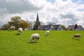 Sheep grazing alongside dike in Makkum, Friesland, Netherlands Royalty Free Stock Photo