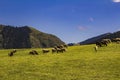 Sheep grazing in the alpine meadows in the mountains Royalty Free Stock Photo