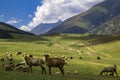 Sheep grazing in the alpine meadows in the mountains Royalty Free Stock Photo