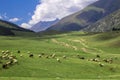 Sheep grazing in the alpine meadows in the mountains Royalty Free Stock Photo