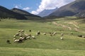 Sheep grazing in the alpine meadows in the mountains Royalty Free Stock Photo