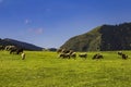 sheep grazing in the alpine meadows in the mountains Royalty Free Stock Photo