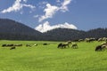 sheep grazing in the alpine meadows in the mountains Royalty Free Stock Photo