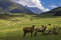 sheep grazing in the alpine meadows in the mountains Royalty Free Stock Photo