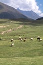 sheep grazing in the alpine meadows in the mountains Royalty Free Stock Photo