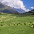 sheep grazing in the alpine meadows in the mountains Royalty Free Stock Photo