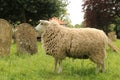 Sheep grazing amongst the gravestones Royalty Free Stock Photo