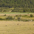 Sheep grazing in Araucania, Chile Royalty Free Stock Photo