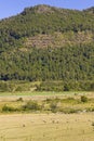 Sheep grazing in Araucania, Chile Royalty Free Stock Photo