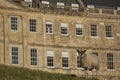 Sheep grazing in Bath, Somerset