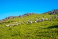 Sheep grazing in the beautiful mountain Adarra in the Urnieta, Gipuzkoa, Spain