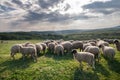 Sheep grazing on beautiful mountain meadow Royalty Free Stock Photo